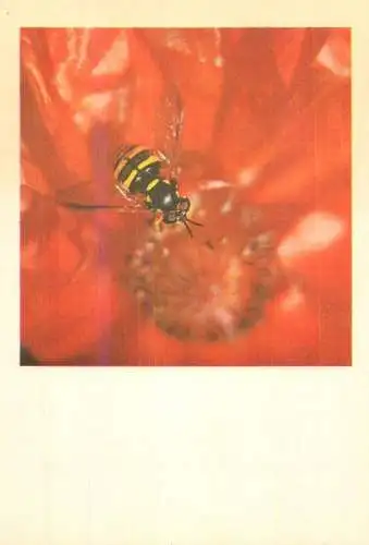 Bee pollinating flower postcard