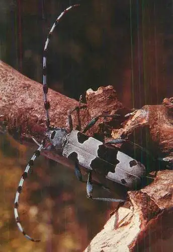 Long-horned beetle (Rosalia alpina) postcard