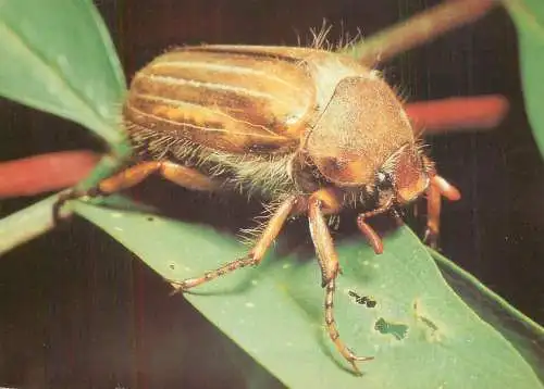 Junikafer (Amphimallon solstitialis) Familie Blatthornkafer postcard