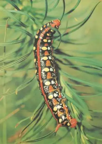 Raupe des Wolfsilchschwarmers (Deilephila euphoribiae) Familie Schwarmer Sphingidae postcard