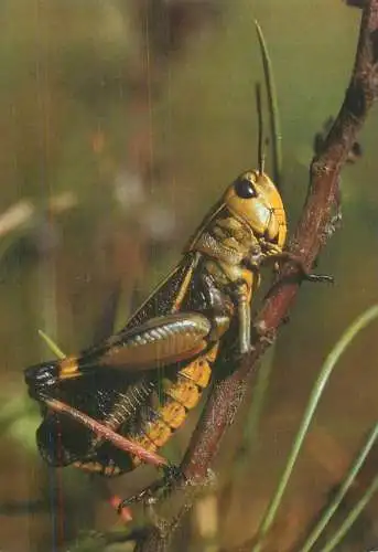 Feldheuschrecke cricket postcard