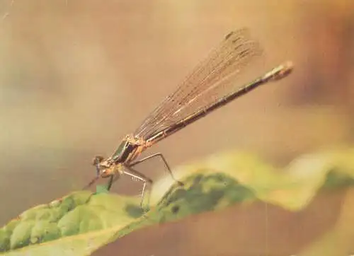 Binsenjungfer (Lestes) Kleinlibellen dragonfly postcard