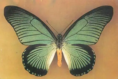 Iterus zalmoxis butterfly postcard