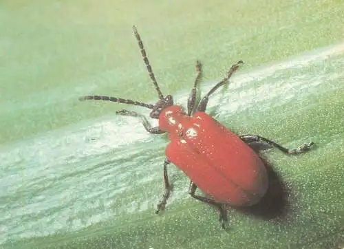 Red lily beetle Lilienhahncen (Lilioceris lilli) Familie Blattkafer postcard