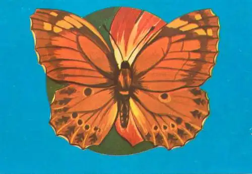 Parage roxelana butterfly postcard