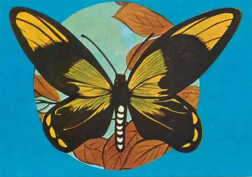 Ornithoptera victoriae butterfly postcard