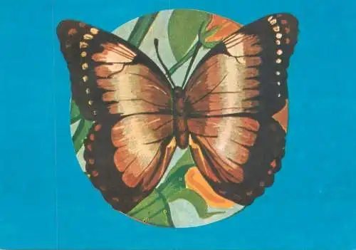 Morpho achilleana butterfly postcard