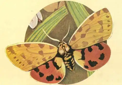 Rhyparia purpurata butterfly postcard