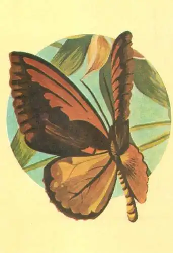 Ornithoptera croesus butterfly postcard