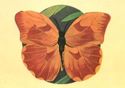 Phoebis avellaneda butterfly postcard