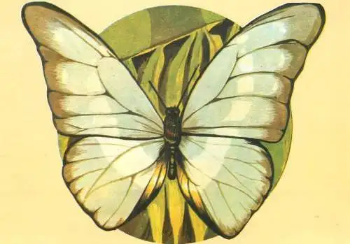 Morpho helena butterfly postcard