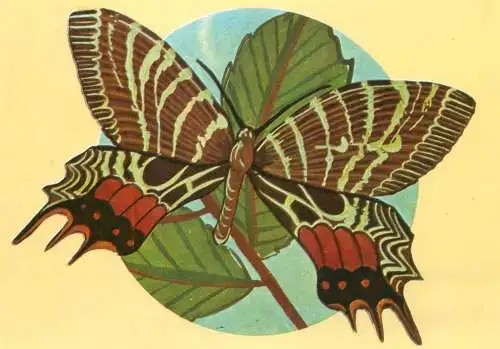 Buthanitis lidderdalii butterfly postcard