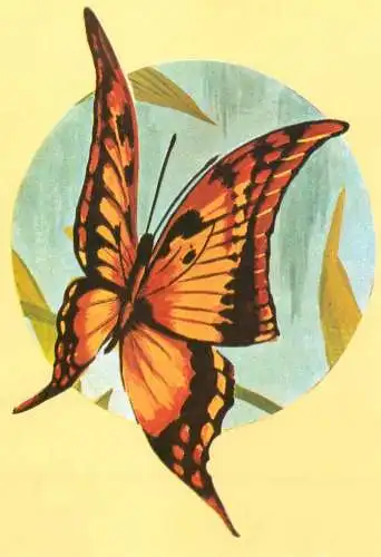 Dabasa payeni butterfly postcard