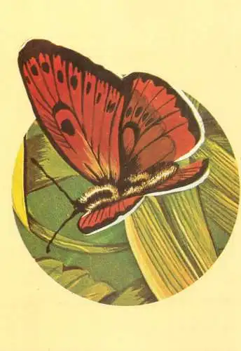 Licaena dispar rutila butterfly postcard