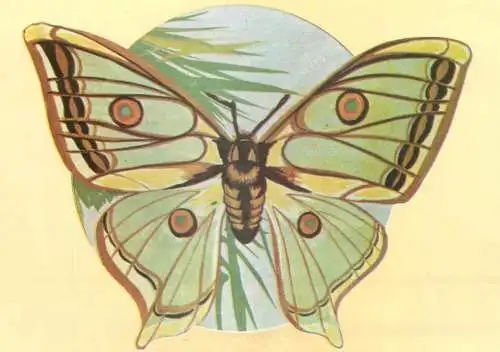 Graellsia isabellae butterfly postcard