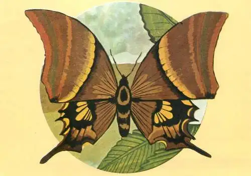Teinopalpus imperialis butterfly postcard