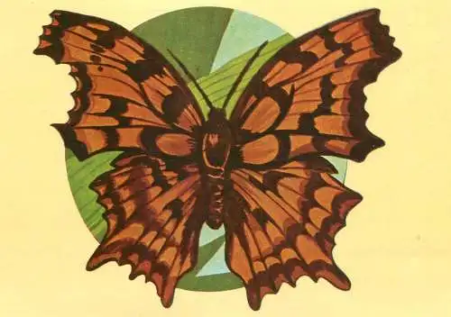 Polygonia c-album butterfly postcard