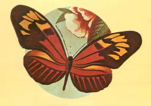 Heliconius melpomene butterfly postcard