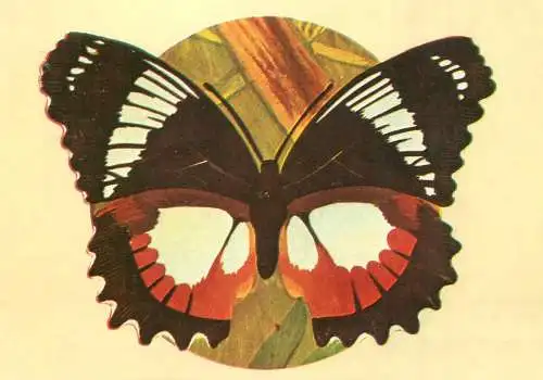 Hypolimnas dexithea butterfly postcard