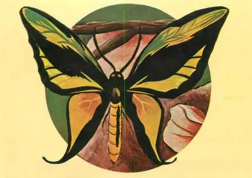 Ornithoptera paradisea butterfly postcard