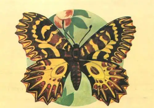 Zerynthia polyxena butterfly postcard