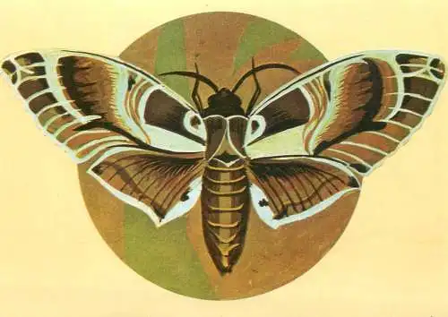 Daphnis nerii butterfly postcard