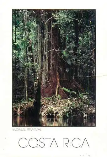 Costa Rica rainforest