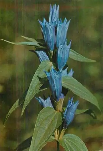 Schwalbenwurzenzian Gentiana asclepiadea