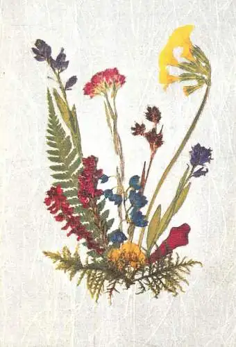 Colourful wild flowers illustration