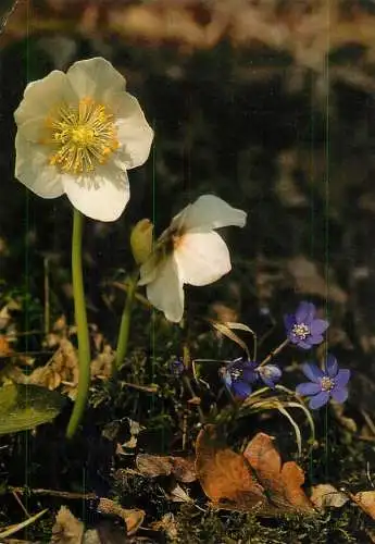 Flower types Christmas Rose (Helleborus niger) & Noble Liverwort (Anemone hepatica)