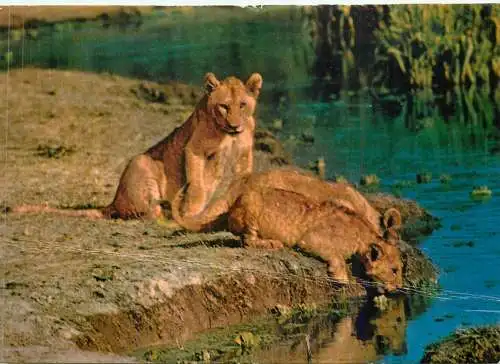 African fauna Kenya lion cubs