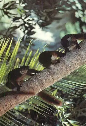 African wildlife Madagascar lemurs