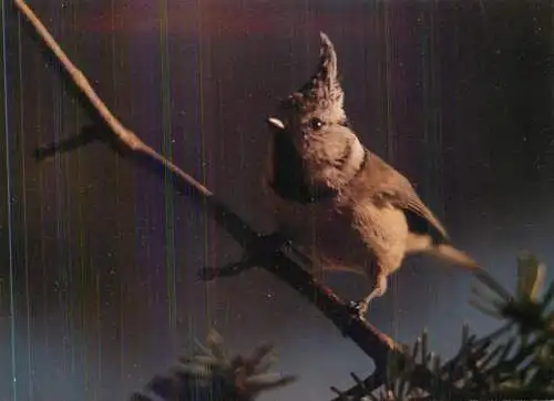 Lophopahnes cristatus - Spotted bird