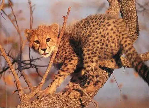 African fauna cheetah cub