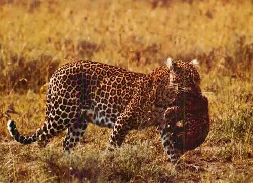 African fauna Panthera pardus Leopard