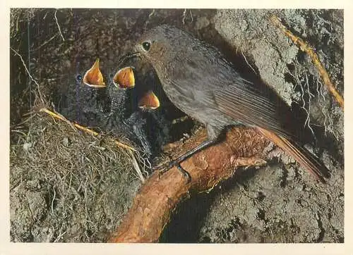 Black Redstart bird