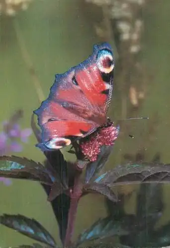 Tagpfauenauge butterfly
