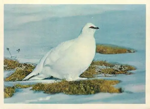 Alpine Hierunca bird