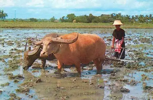 Farmer ploughing swamp with oxes