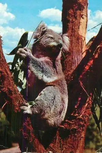 Australia Healesville Victoria Sir Colin Mackenzie Sanctuary koala bear