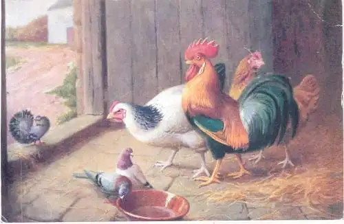 Chicken Poultry farm birds illustration