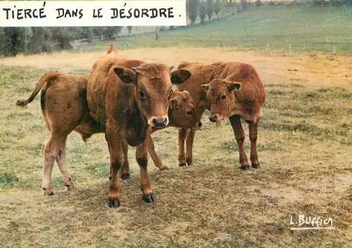 Jeunes bovins foto