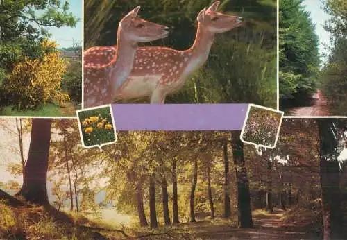 Deer and forest several views