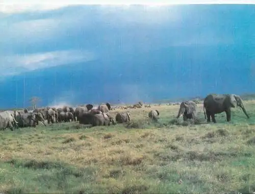 African wildlife elephant herd
