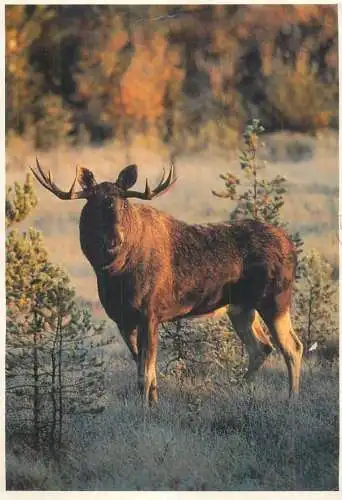 Finland Suomi Elk image