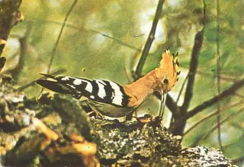 Hoopoe bird image