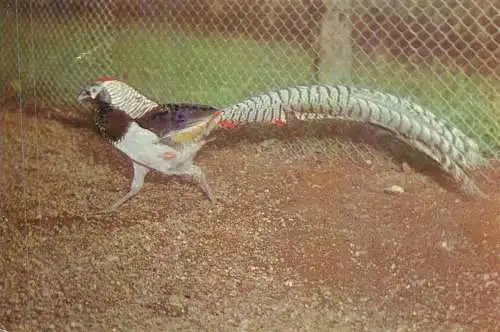 Romania Bucuresti Gradina Zoologica Fazan Amherst (Chrisolophus Amherstiae)