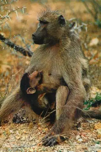 African Fauna Baboon mother and baby