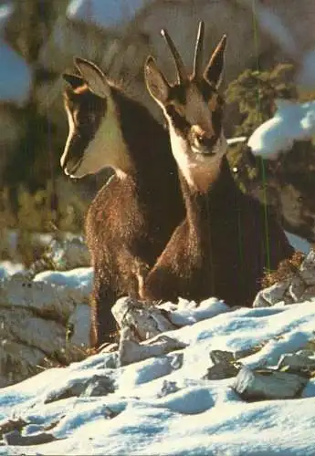 Pair d'Isards