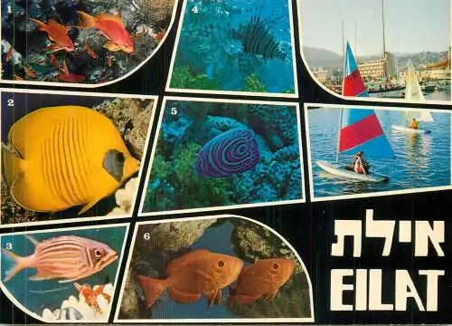 Israel Eilat exotic fish